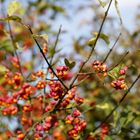 Common spindle (Euonymus europaeus)