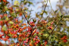 Common spindle (Euonymus europaeus)