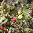 Common spindle (Euonymus europaeus)