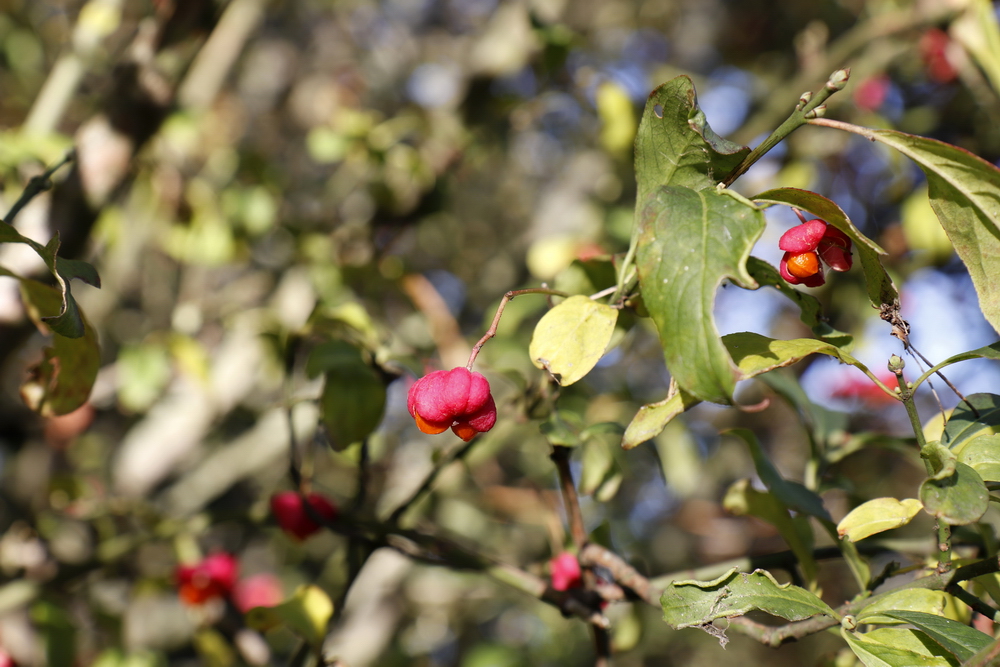 Common spindle (Euonymus europaeus)