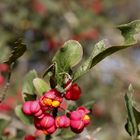 Common spindle (Euonymus europaeus)