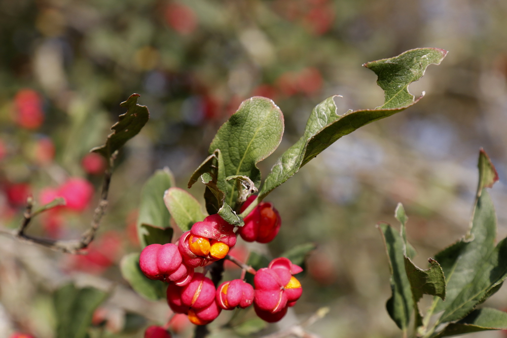 Common spindle (Euonymus europaeus)