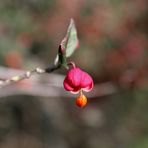 Common spindle (Euonymus europaeus)