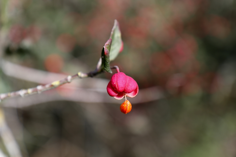 Common spindle (Euonymus europaeus)