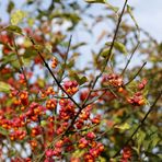 Common spindle (Euonymus europaeus)