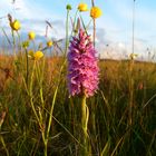 Common Spotted Orchid