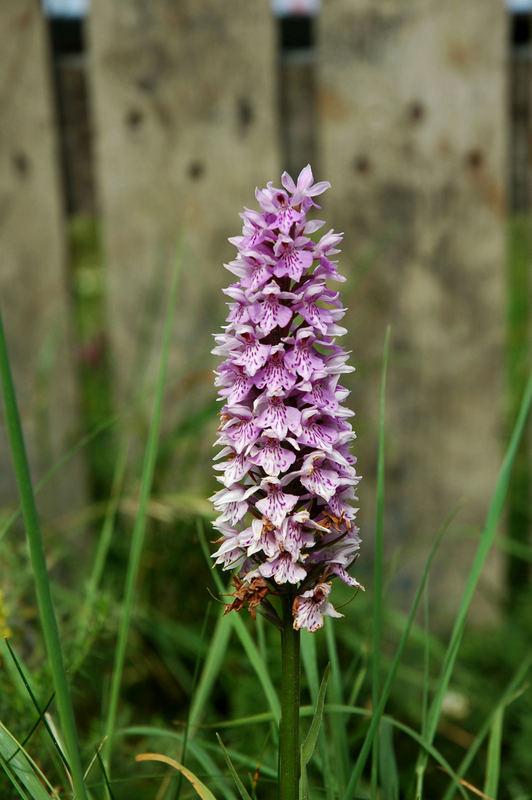 Common Spotted-Orchid/The Burren-Ireland