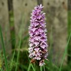 Common Spotted-Orchid/The Burren-Ireland