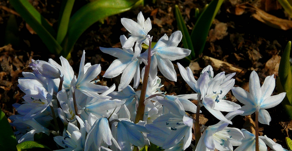 Common Squill