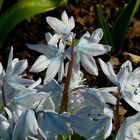 Common Squill