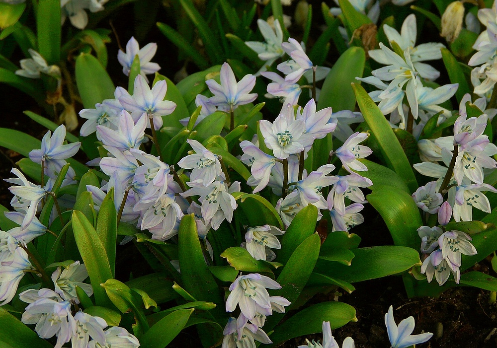 Common Squill