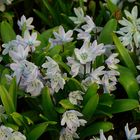 Common Squill