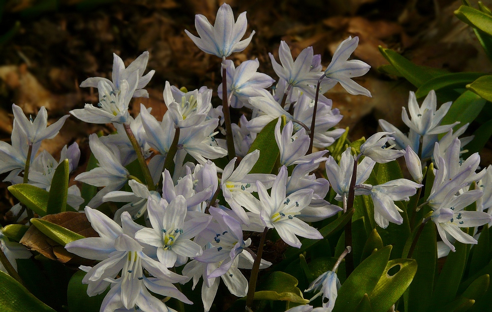 Common Squill