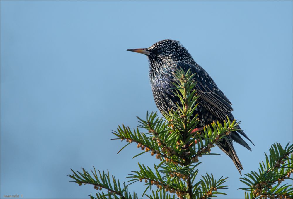 Common starling 