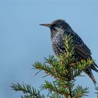 Common starling 