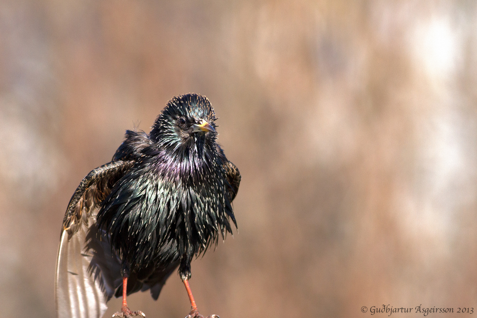 Common Starling - Sturnus vulgaris