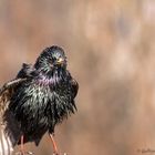 Common Starling - Sturnus vulgaris