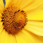 Common Sunflower Macro - Helianthus Annuus