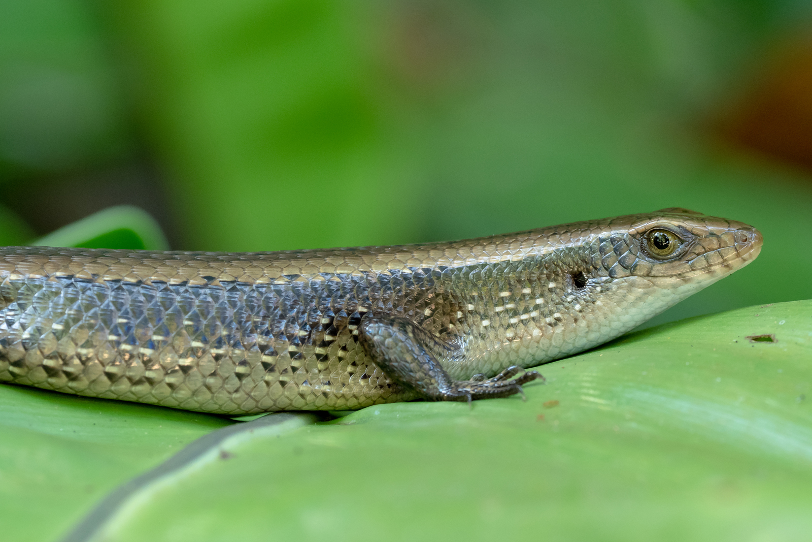 Common Sunskink