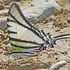  Common Swordtail / Neographium agesilaus 