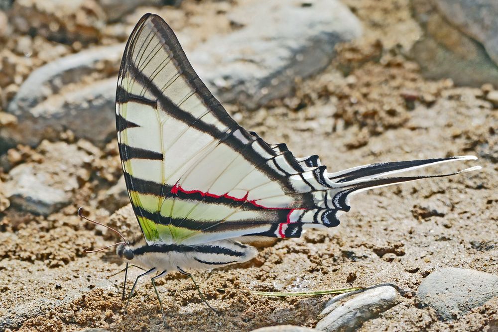  Common Swordtail / Neographium agesilaus 