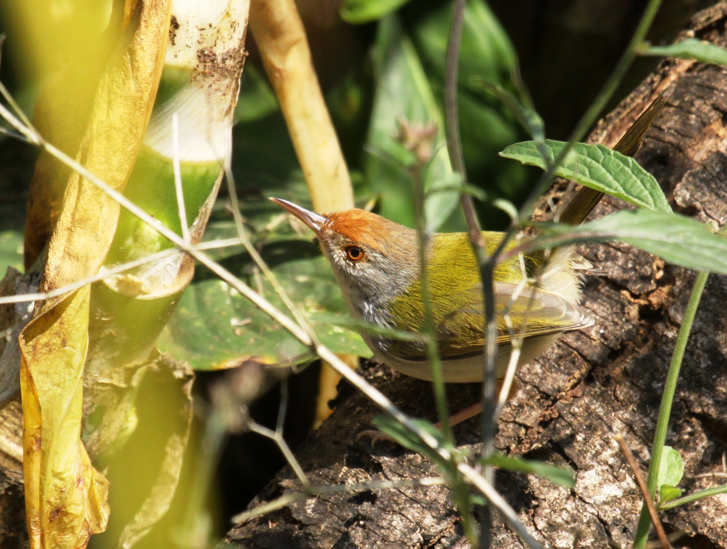 common tailorbird