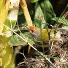 common tailorbird