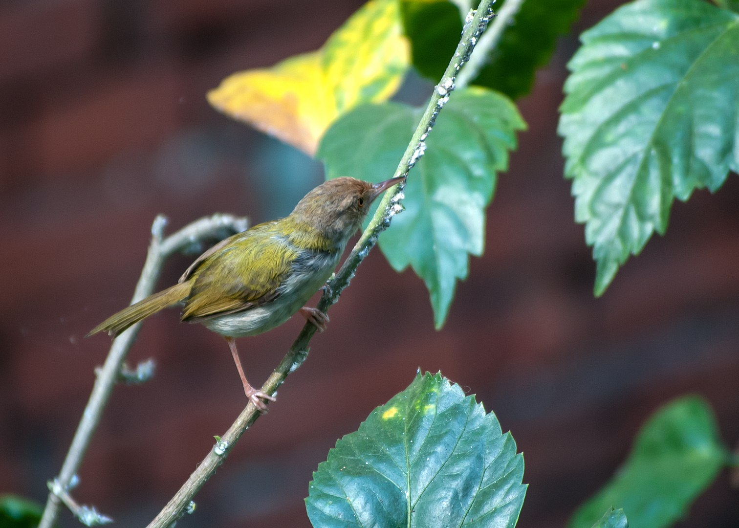 Common Tailorbird.