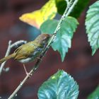 Common Tailorbird.