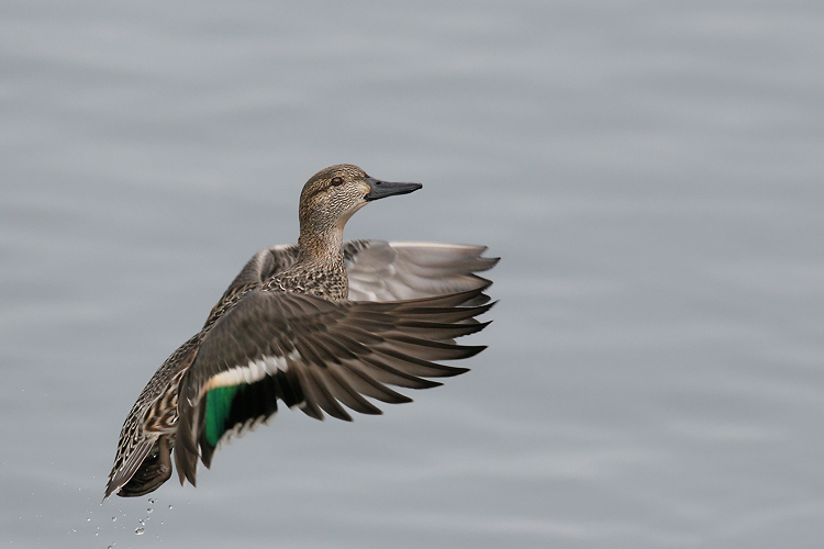 Common Teal in Flight