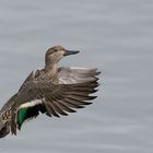 Common Teal in Flight