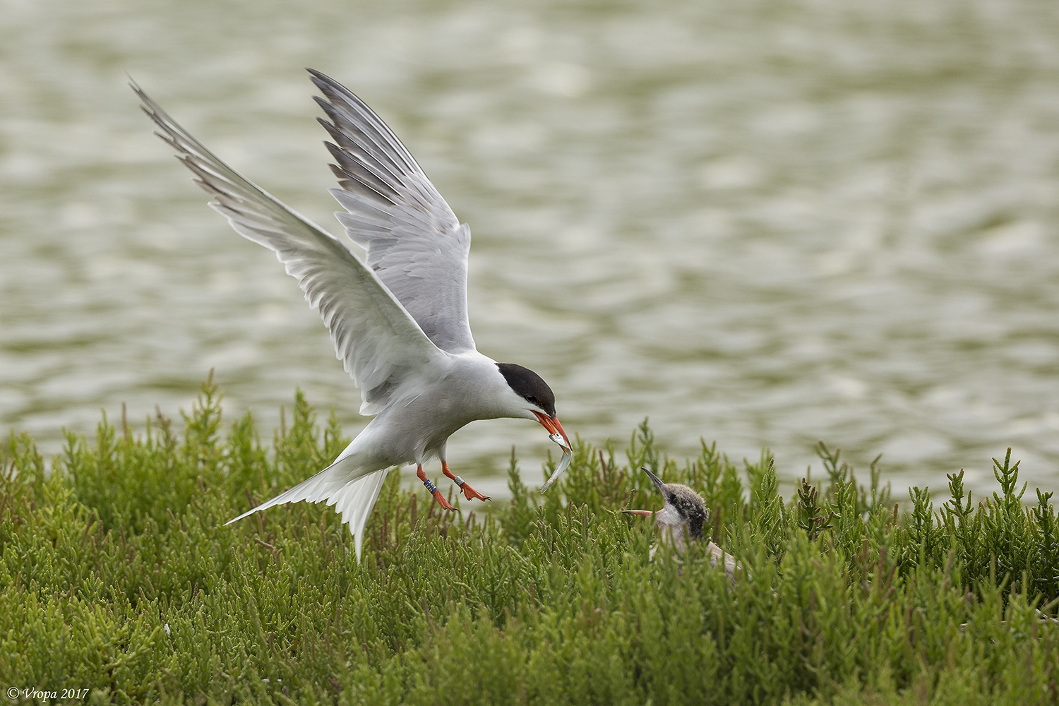 Common Tern.