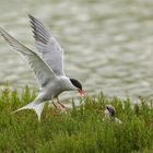 Common Tern.