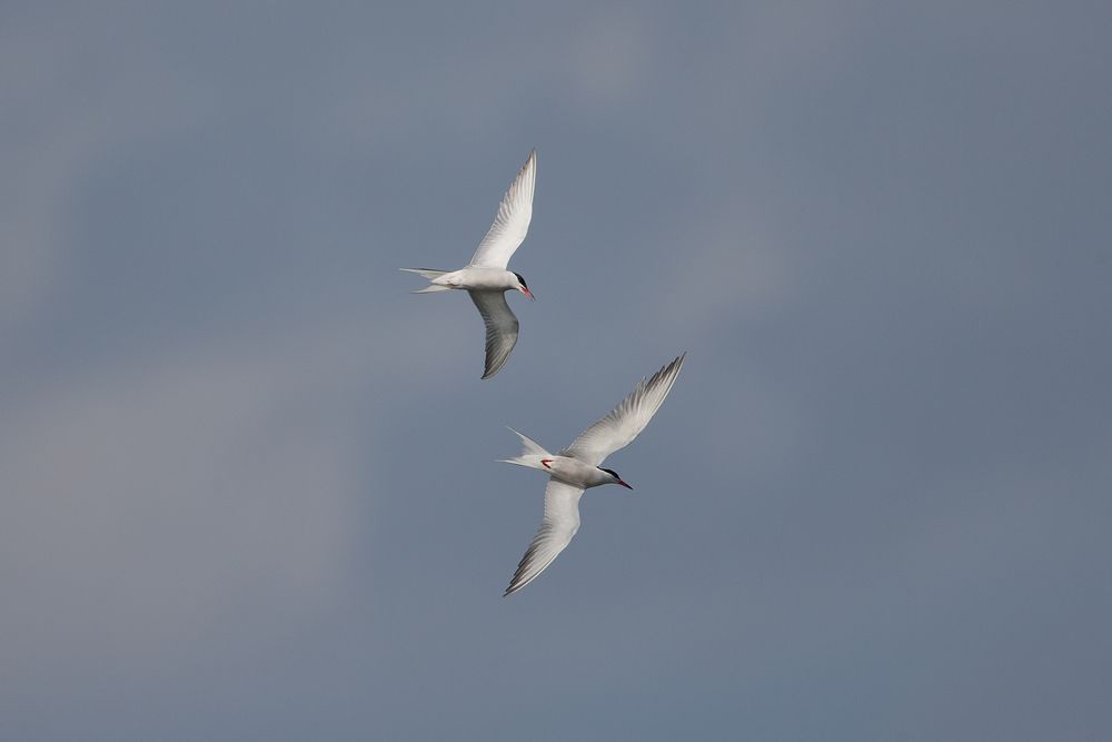 Common Tern