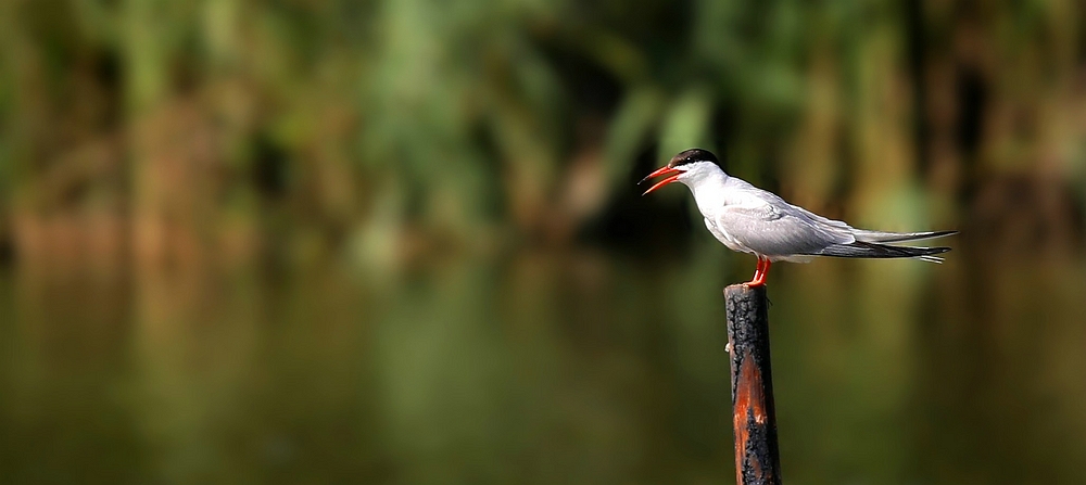 Common Tern