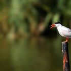 Common Tern