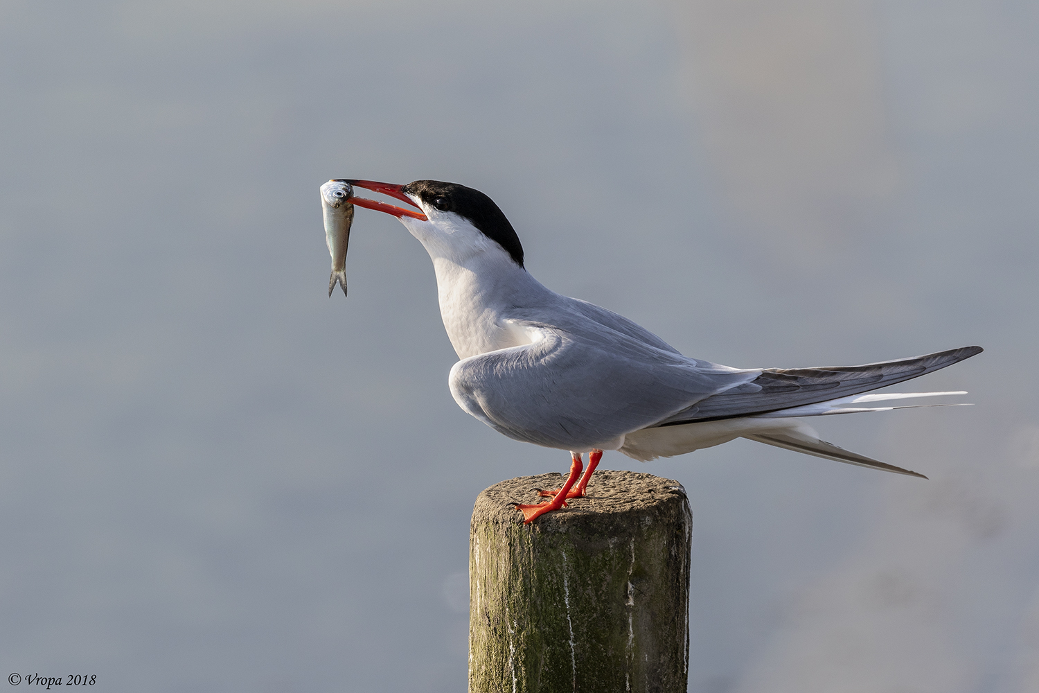 Common Tern