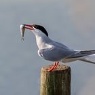 Common Tern