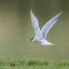 Common Tern