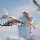 Common Tern - Sterna Hirundo