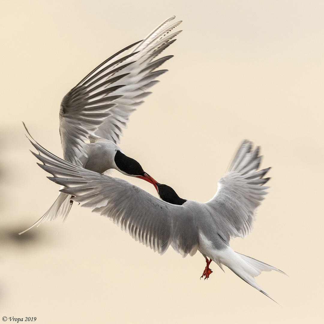 Common Terns.