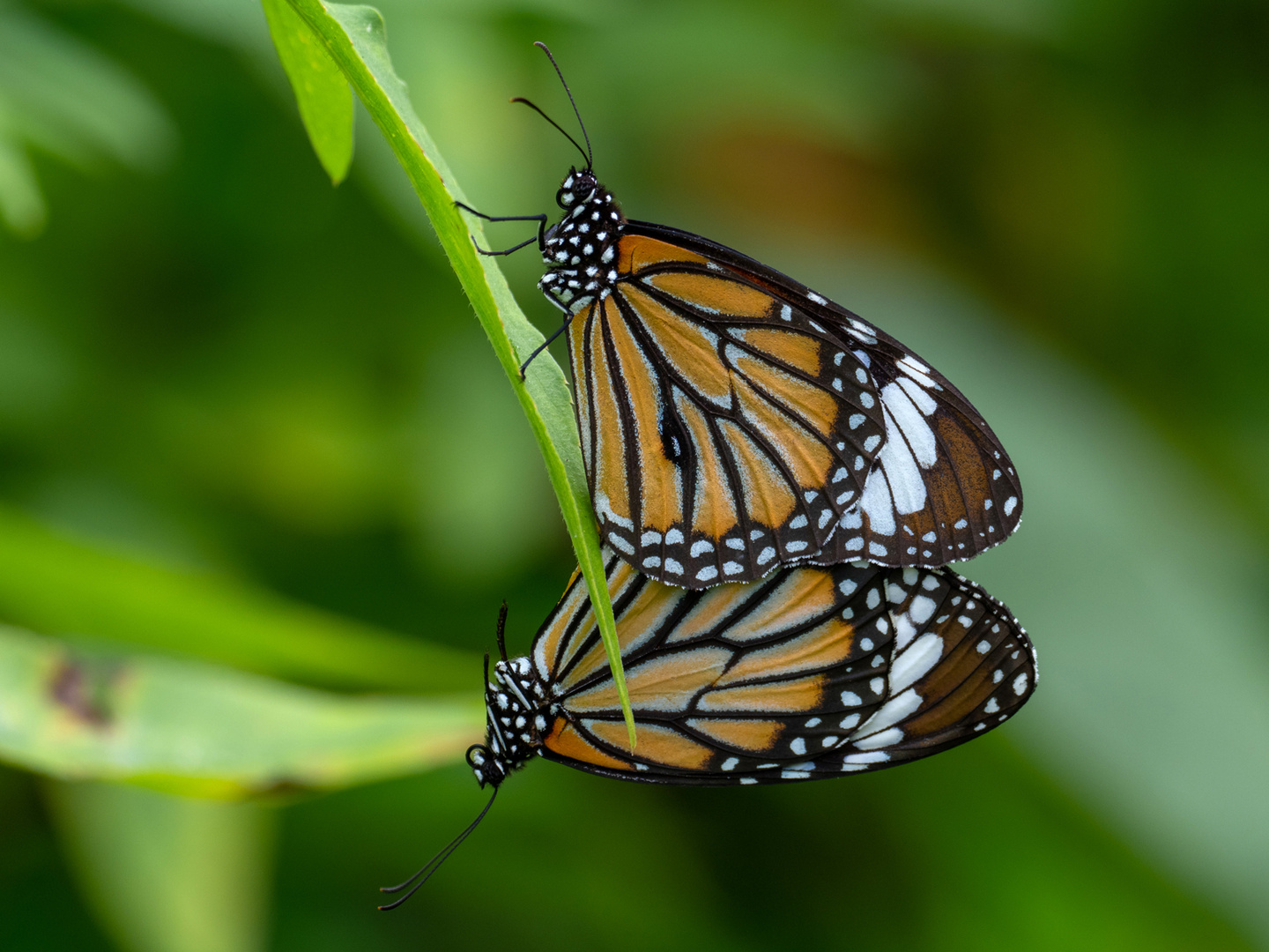 Common Tiger