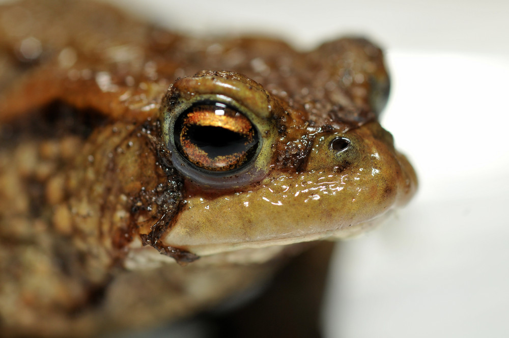 Common Toad