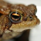 Common Toad