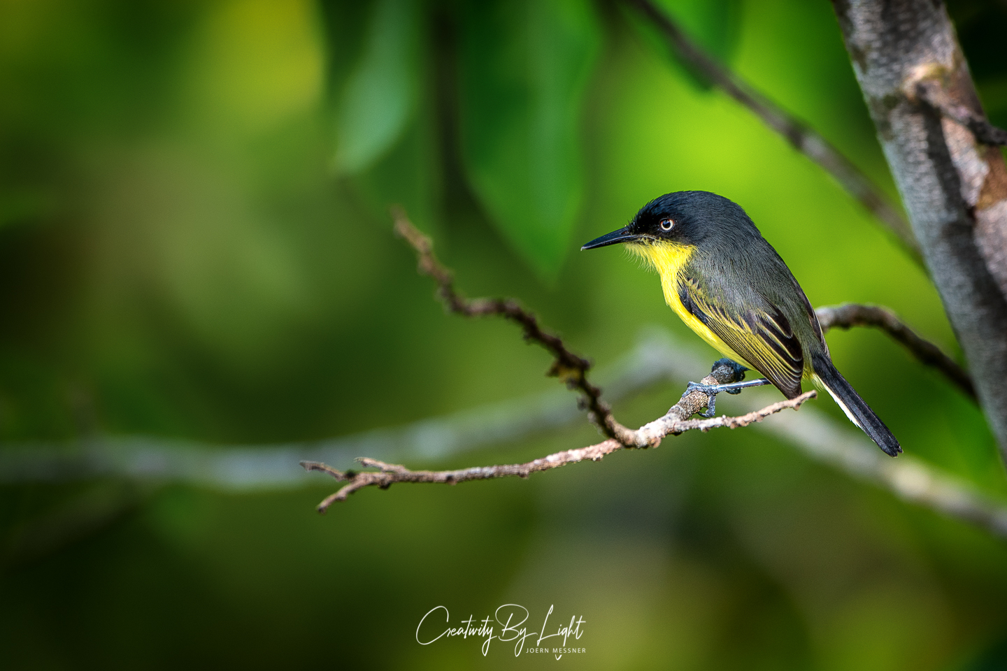 Common Tody Flycatcher