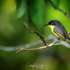 Common Tody Flycatcher