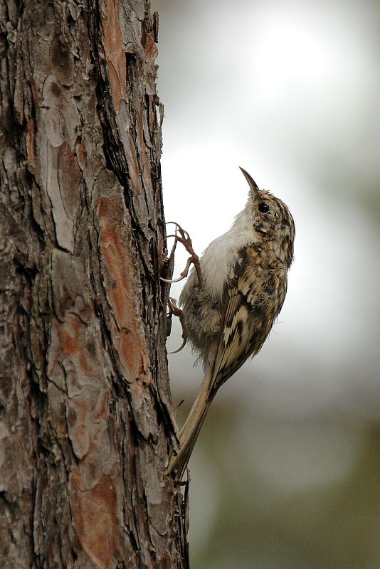 common treecreeper