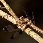 Common Whitetail (Libellula lydia), Female