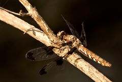 Common Whitetail (Libellula lydia), Female