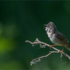 Common whitethroat